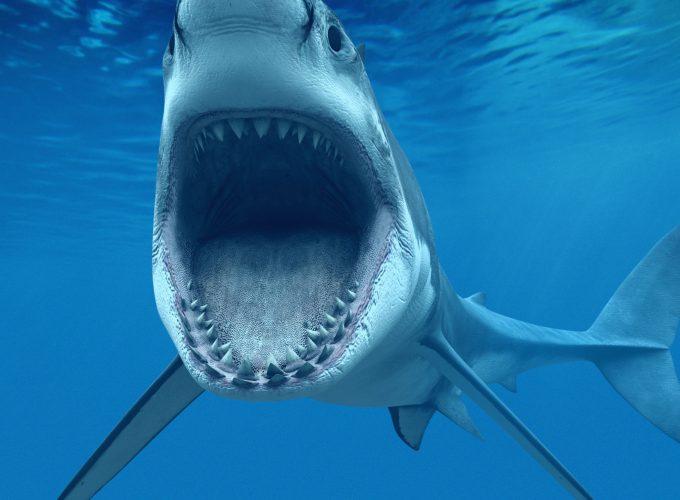 Wallpaper Shark, underwater, Best Diving Sites, Animals 160352547